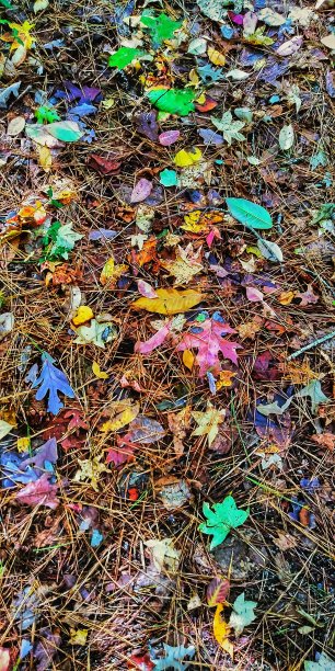格鲁吉亚秋天树叶图片下载