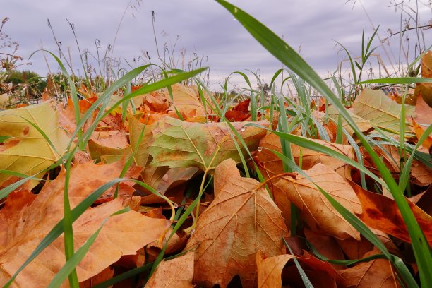 秋天的颜色，落叶和草与小雨滴。图片下载