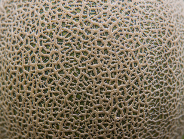 哈密瓜甜瓜皮。特写哈密瓜皮为设计横幅和艺术品背景和纹理图片下载