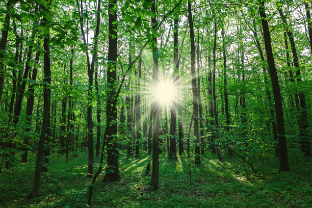 春天的清新绿色落叶林。景观图片下载