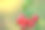 新鲜采摘的玫瑰果。蔷薇果或蔷薇果，俗称狗蔷薇图片下载
