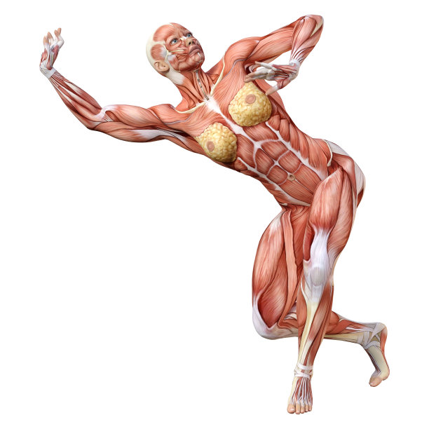 3D插图女性数字与肌肉地图上的白色图片下载