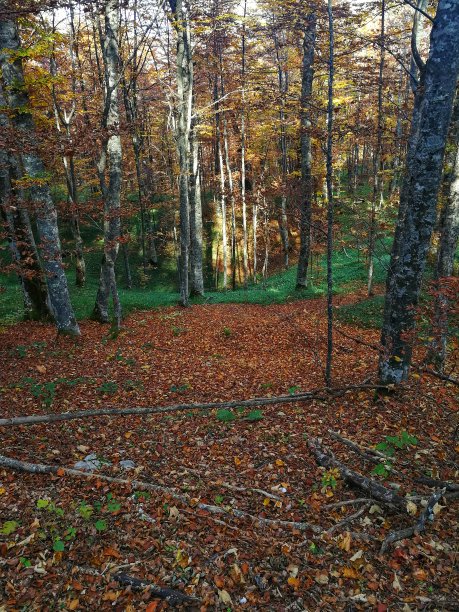 Bjelasnica美丽的秋天。图片下载