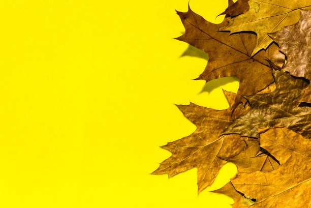 秋叶背景与地方为您的文字图片下载