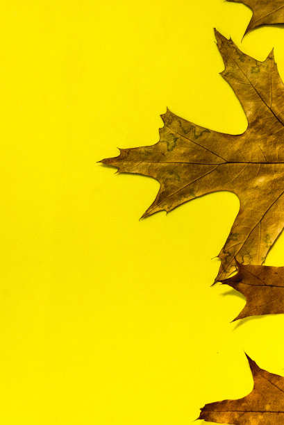 秋叶背景与地方为您的文字图片下载