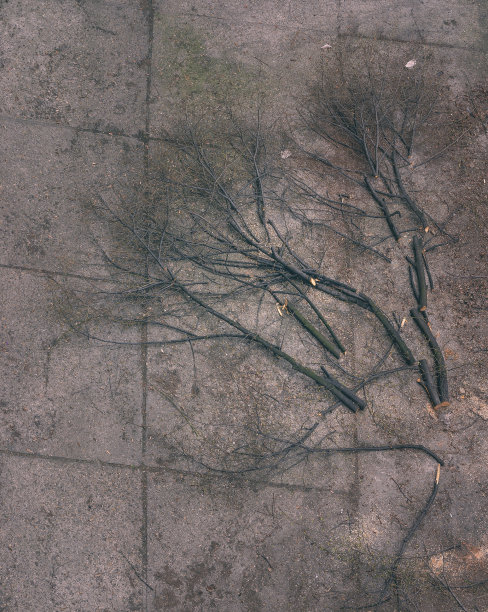 堕落的分支图片下载