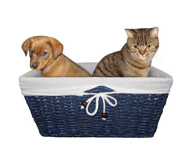 小狗和小猫在篮子里图片下载