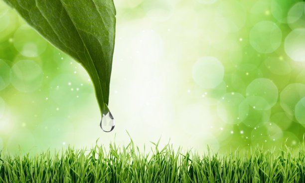 叶子。图片下载