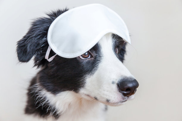 滑稽可爱的小狗狗边境牧羊犬与睡觉的眼罩隔离在白色的背景图片下载