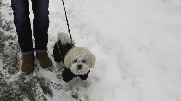 主人和穿着冬季夹克的小白比熊卷毛狗。走在白雪覆盖的街道上。图片下载
