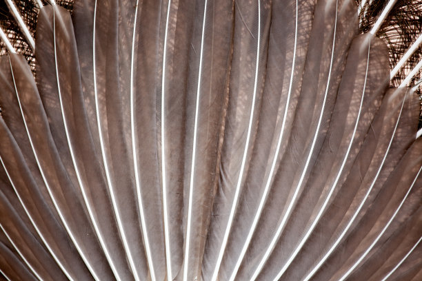 艳丽的孔雀另一面图片下载