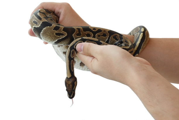 人类手上的巨蟒或球蟒的形象图片下载