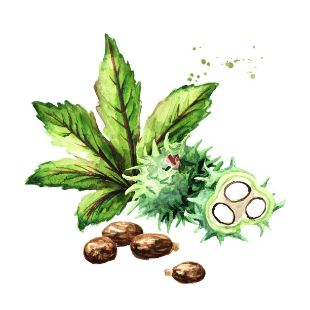 绿色蓖麻豆，叶和种子。水彩手绘插图孤立的白色背景图片下载