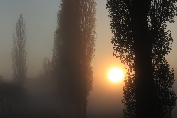 秋雾中高大的老杨树图片下载