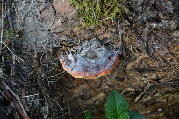 棕色的蘑菇在老的木头上。蘑菇群生长在秋季森林老原木附近。蘑菇照片，森林照片。一组美丽的蘑菇在苔藓上的原木。图片下载