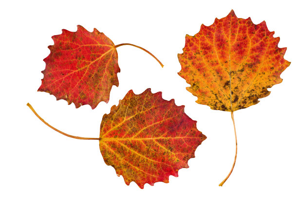 秋天的红色白杨叶图片下载