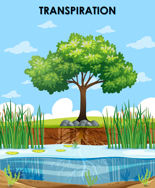 描述植物蒸腾作用的场景图片下载