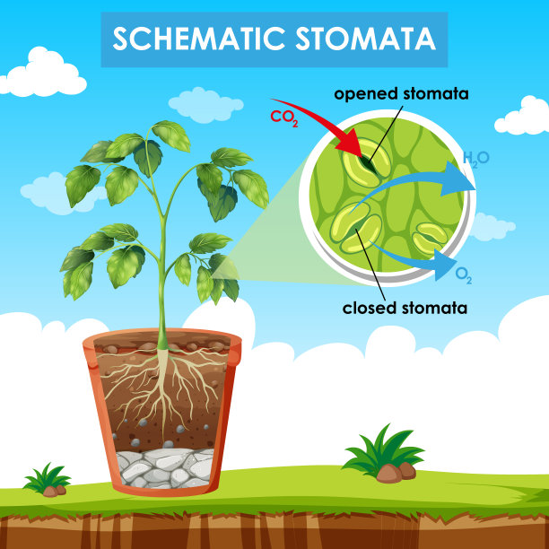 图示气孔原理图图片下载