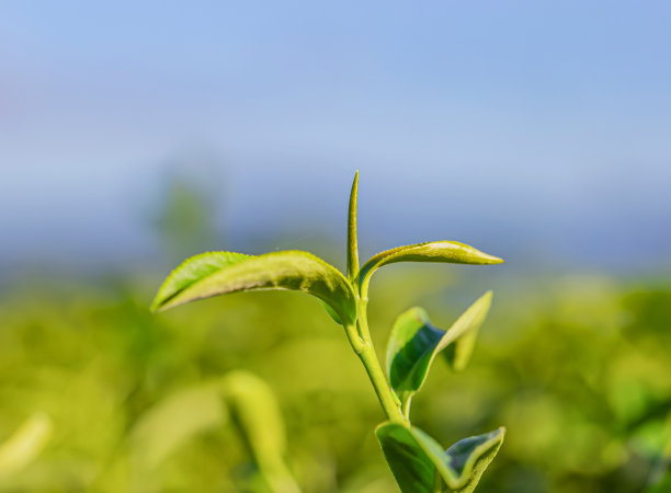 绿茶嫩叶图片下载