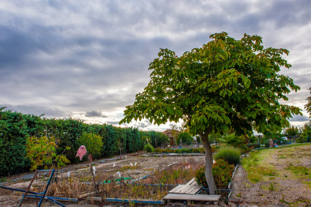 花园里的树木和天空呈现出强烈的蓝色图片下载