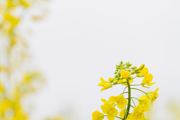 油菜花儿图片下载