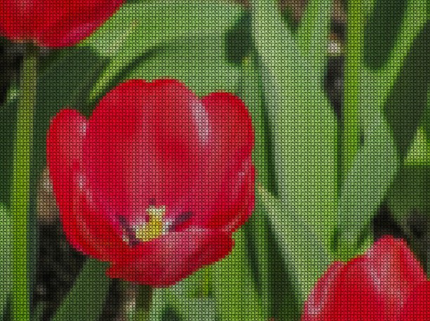 十字绣。鲜红的郁金香花在一片绿色的床单上。图片下载