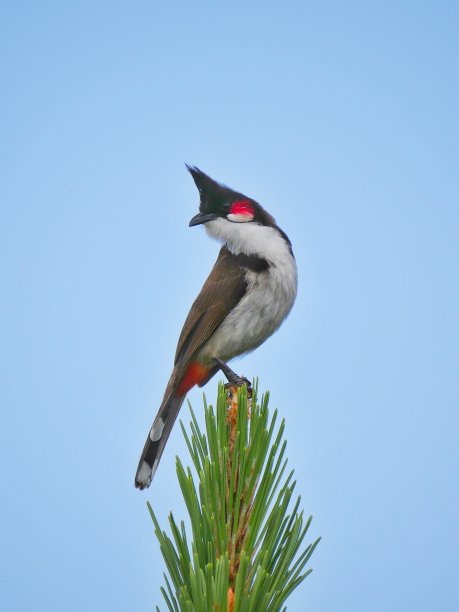 栖息在自然环境中的红须白头鹎图片下载