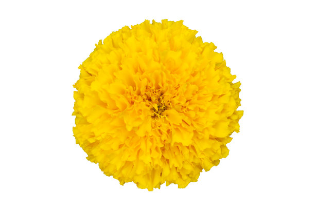 孤立的黄色万寿菊花在白色的背景上。图片下载