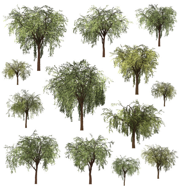 圣诞树,松树。冬天的森林树的背景。3 d演示。图片下载