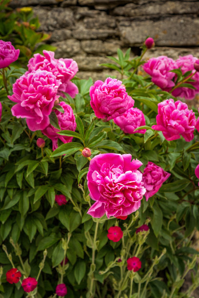 夏天的牡丹图片下载