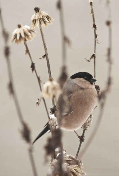 红腹灰雀图片下载