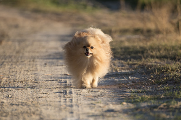长着棕褐色长毛的博美犬图片下载