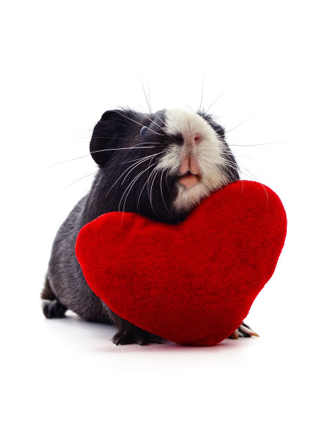 豚鼠和心脏。图片下载