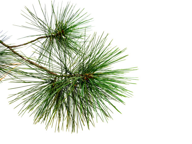 在白色背景上孤立的松树树枝图片下载
