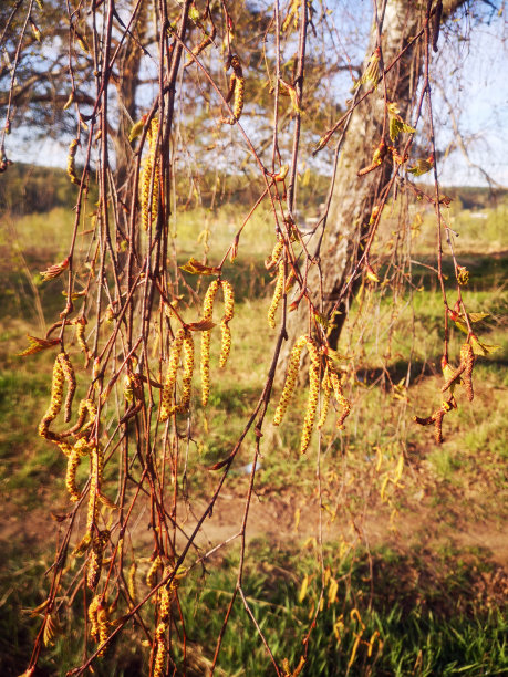 窗帘挂桦木耳环的特写照片图片下载
