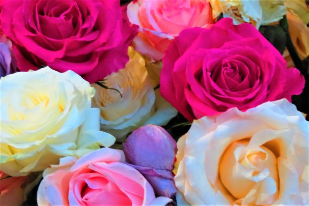 美丽的色彩鲜艳的玫瑰。花的背景。图片下载