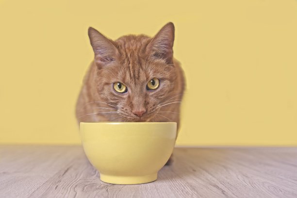 姜猫旁边有一个黄色的食碗，抬头等待食物。图片下载