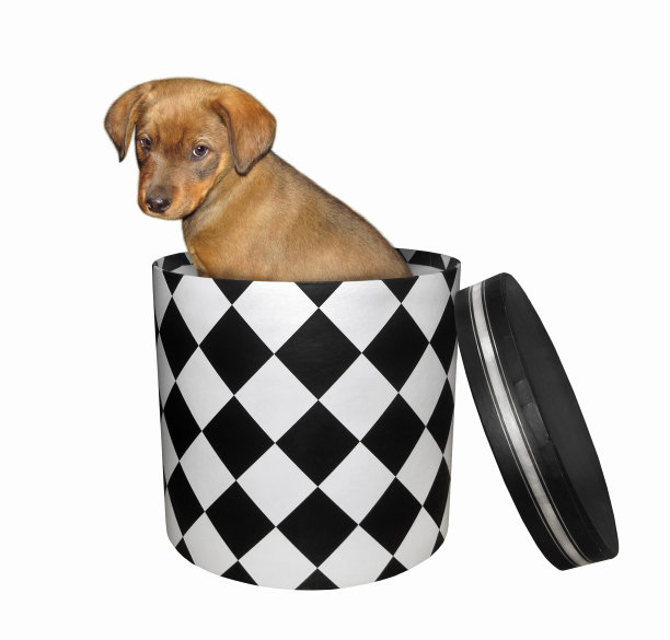 黑色礼品盒里的小狗图片下载