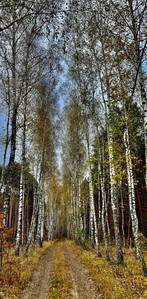 森林的小路图片下载