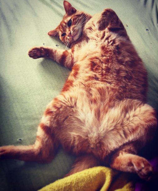 姜的猫图片下载