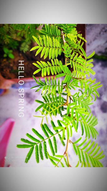 你好,春天图片下载