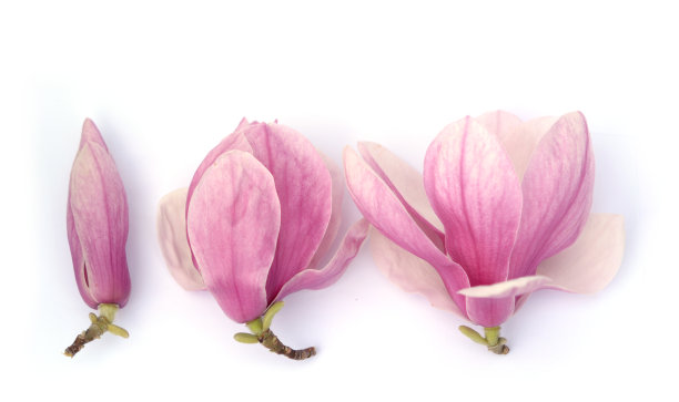 玉兰花图片下载