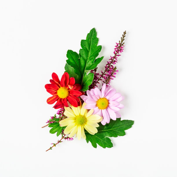 菊花组成图片下载