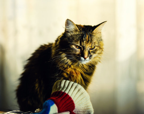 一只猫的肖像。戏剧性的光线图片下载