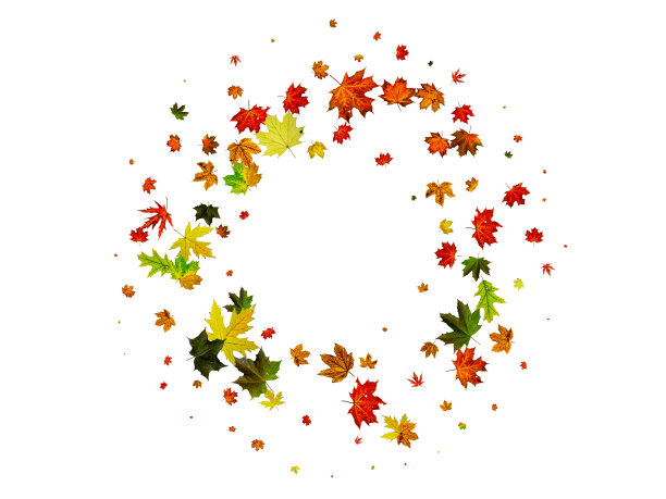 秋天的背景。秋叶孤白。季节的概念图片下载