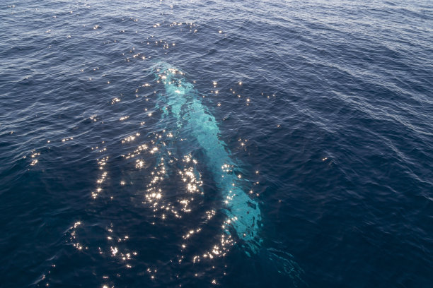 座头鲸在海洋表面下颠倒游动的轮廓图片下载