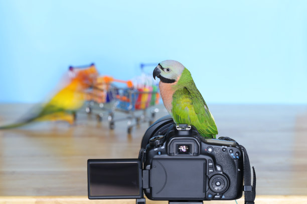 鹦鹉上的单反相机与拍照微型购物车图片下载
