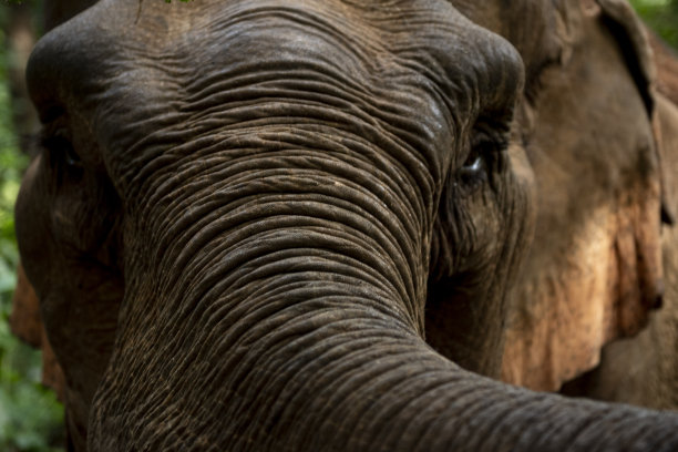 大象的角图片下载