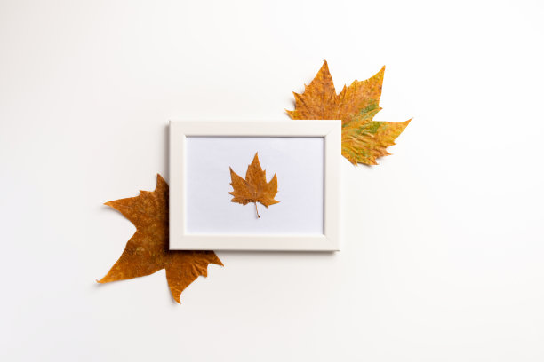 相框，干树叶在白色的背景。秋天,秋天,概念。平的。图片下载