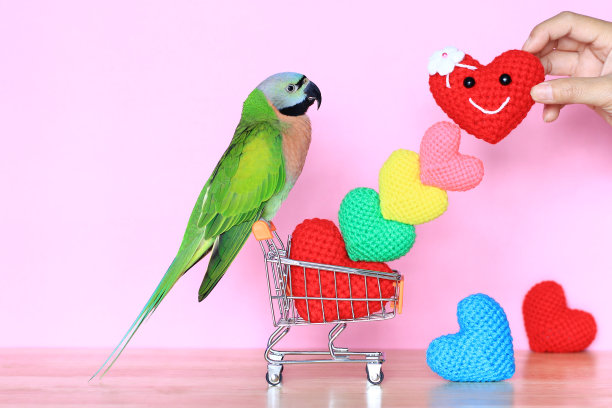 鹦鹉模型微型购物车和彩色的手工钩针心情人节图片下载